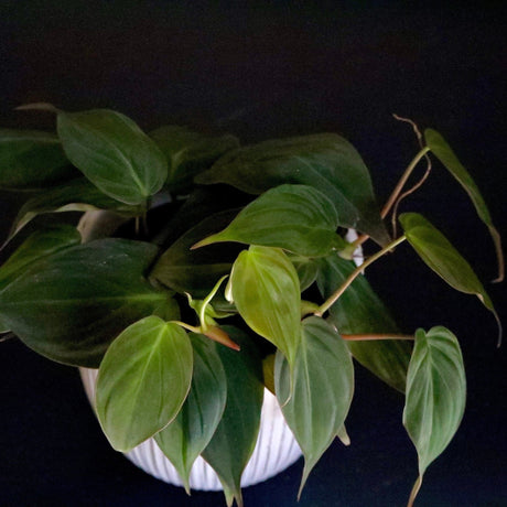 Velvet Leaf Philodendron plant