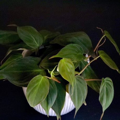 Philodendron Micans hederaceum