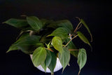 Philodendron Micans hederaceum