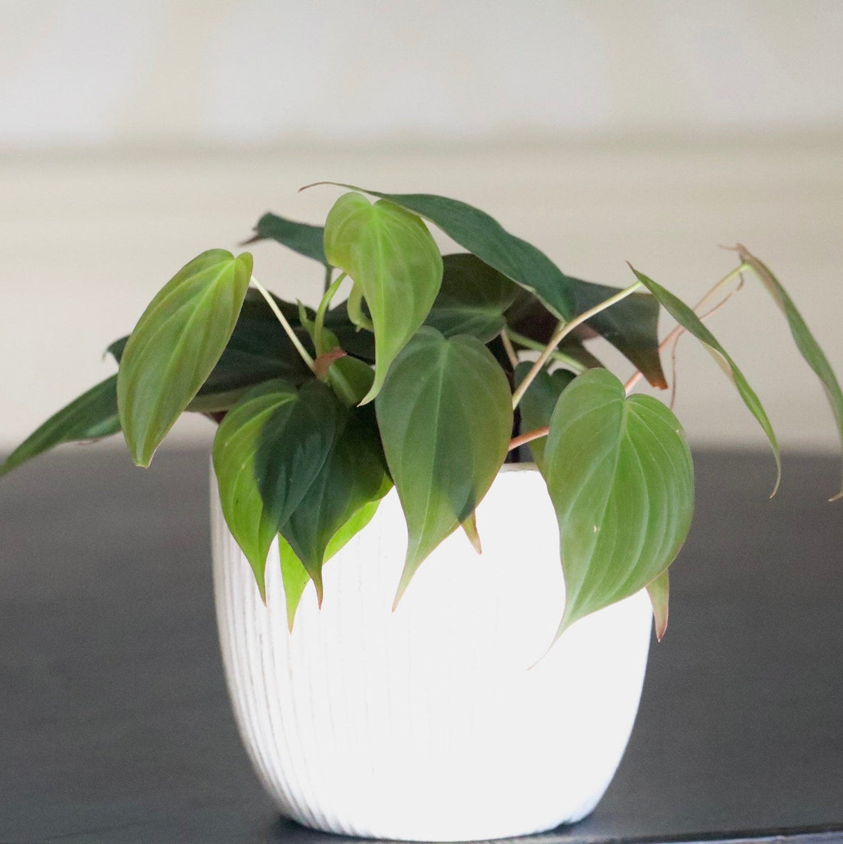 Velvet Leaf Philodendron plant