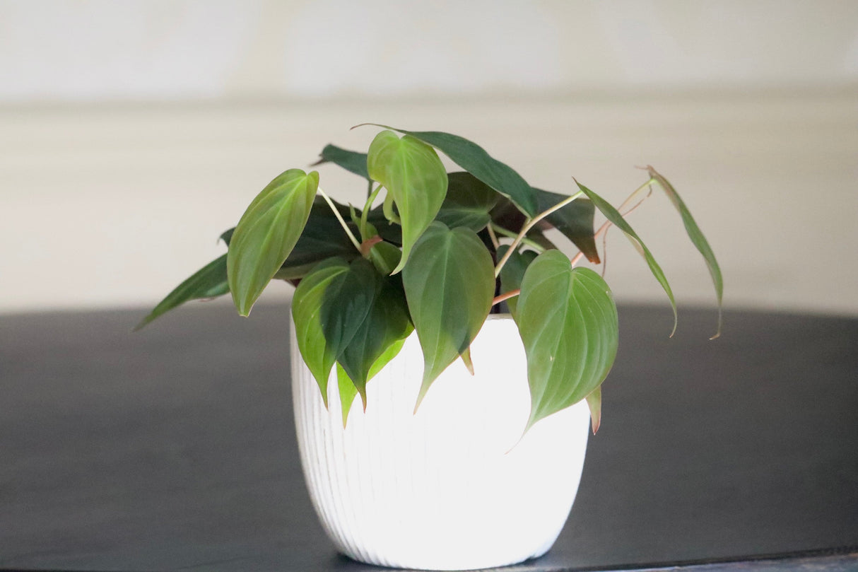Velvet Leaf Philodendron plant | Velvet Leaf plant | Philodendron Mican | Office or shelf vining plant | Rare indoor plant low light
