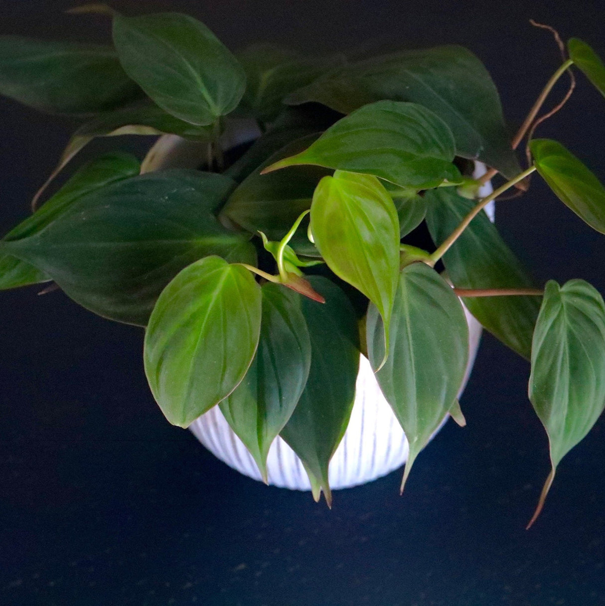 Philodendron Micans hederaceum