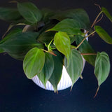 Velvet Leaf Philodendron plant