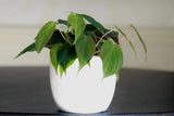 Philodendron Micans hederaceum