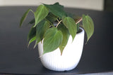 Philodendron Micans hederaceum