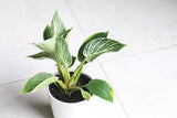 Philodendron Birkin Variegated | Rare White Veined Birkin | Veined Birkin | Exotic White Pinstriped Live Plant | Philo Tropicals