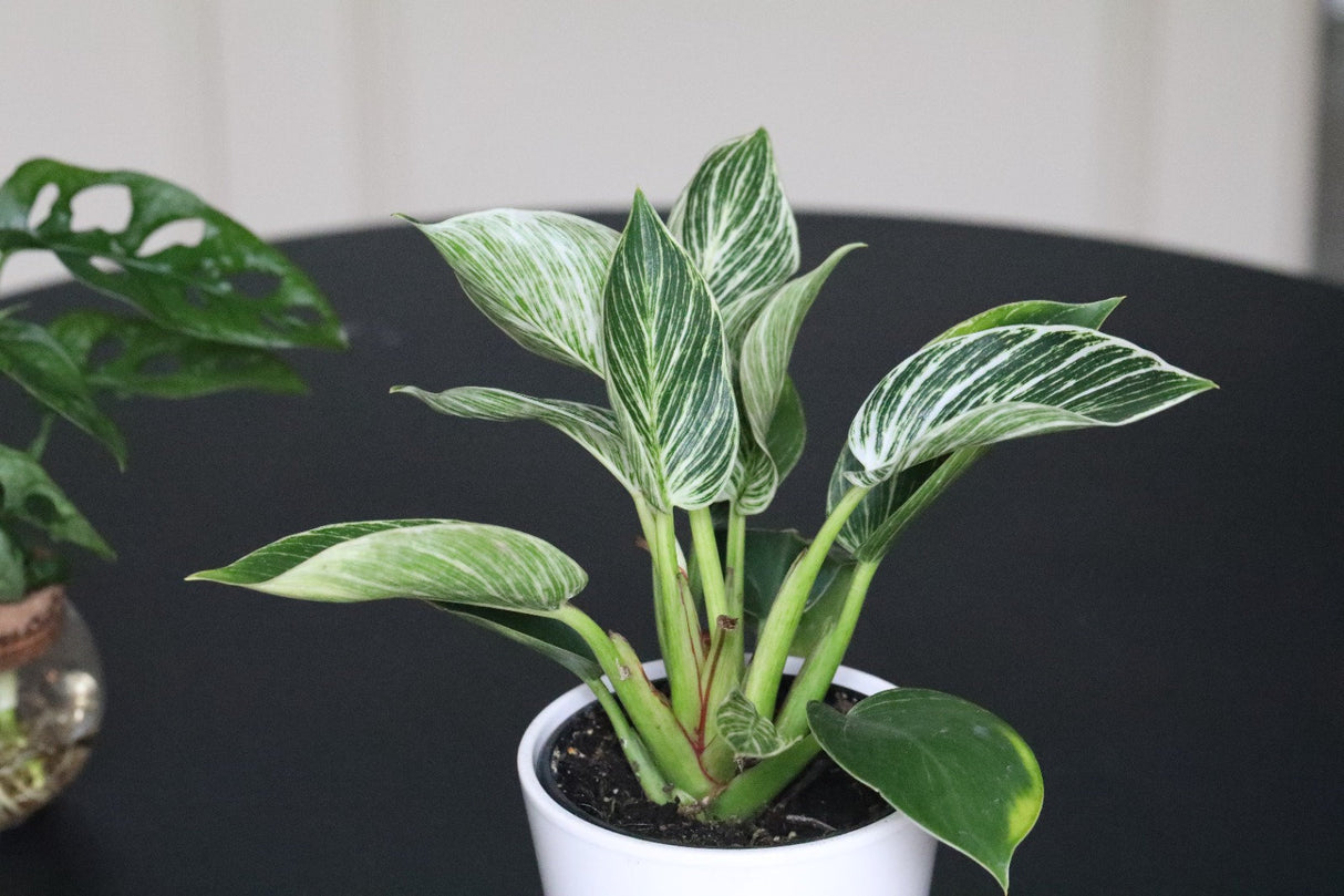 Philodendron Birkin Variegated | Rare White Veined Birkin | Veined Birkin | Exotic White Pinstriped Live Plant | Philo Tropicals