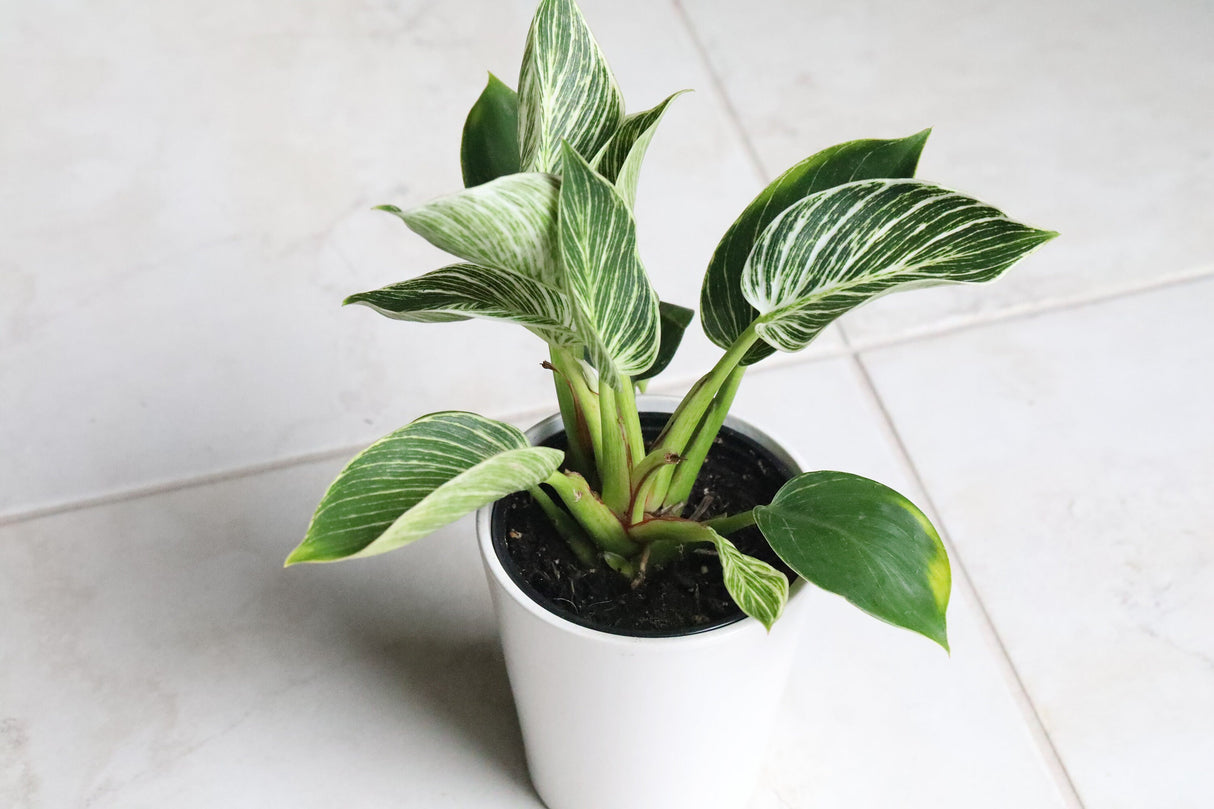 Philodendron Birkin Variegated | Rare White Veined Birkin | Veined Birkin | Exotic White Pinstriped Live Plant | Philo Tropicals