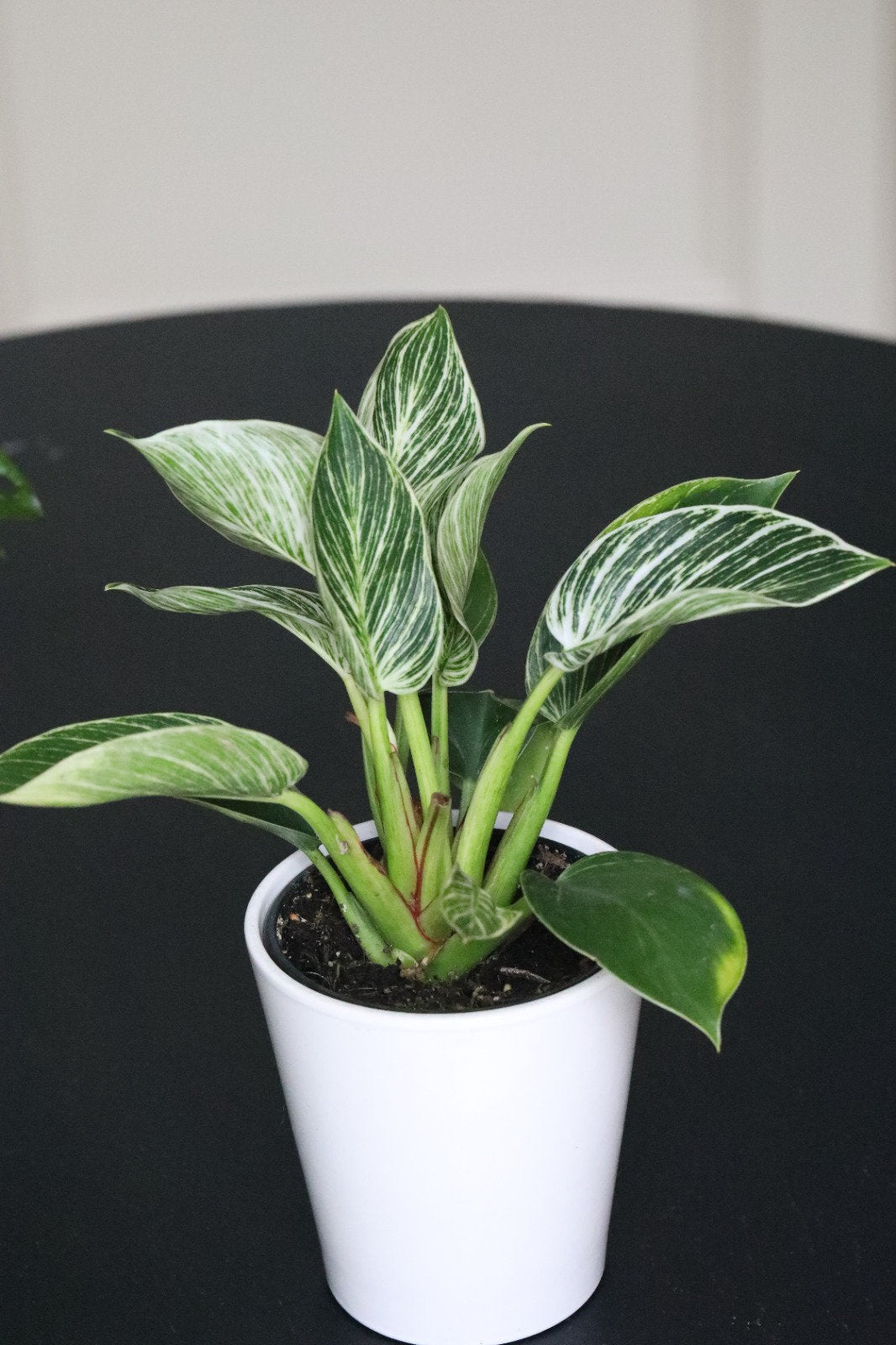 Philodendron Birkin Variegated | Rare White Veined Birkin | Veined Birkin | Exotic White Pinstriped Live Plant | Philo Tropicals