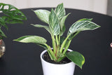 Philodendron Birkin Variegated | Rare White Veined Birkin | Veined Birkin | Exotic White Pinstriped Live Plant | Philo Tropicals