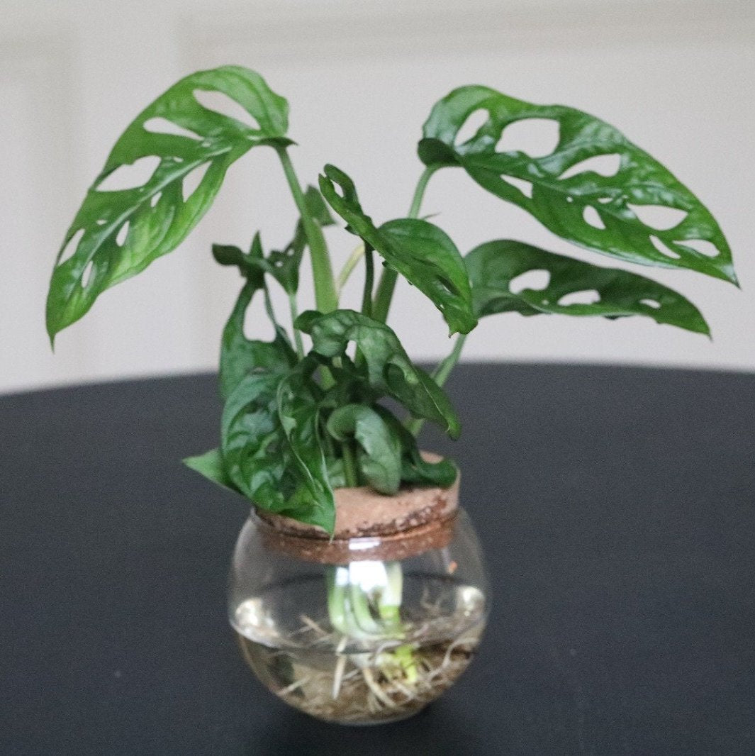 Monstera Adansonii Swiss Cheese Cuttings Plant