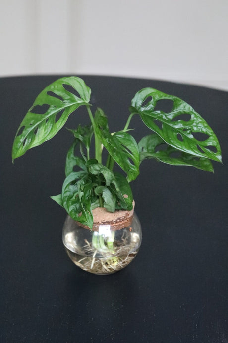 Swiss Chees Plant - Monstera Adansonii - Swees Cheese UNROOTED Cuttings - Live indoor plant - monstera cuttings - air purification plant