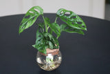 Swiss Chees Plant - Monstera Adansonii - Swees Cheese UNROOTED Cuttings - Live indoor plant - monstera cuttings - air purification plant