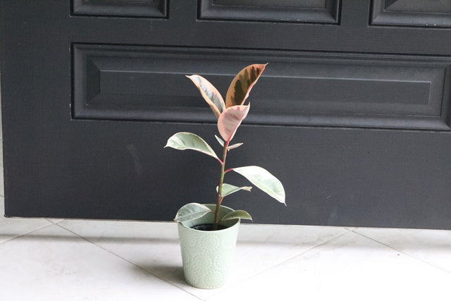 pink variegated rubber tree Ficus elastica Tineke P17,Newlands