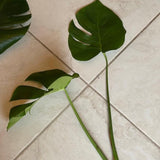 Monstera deliciosa cuttings