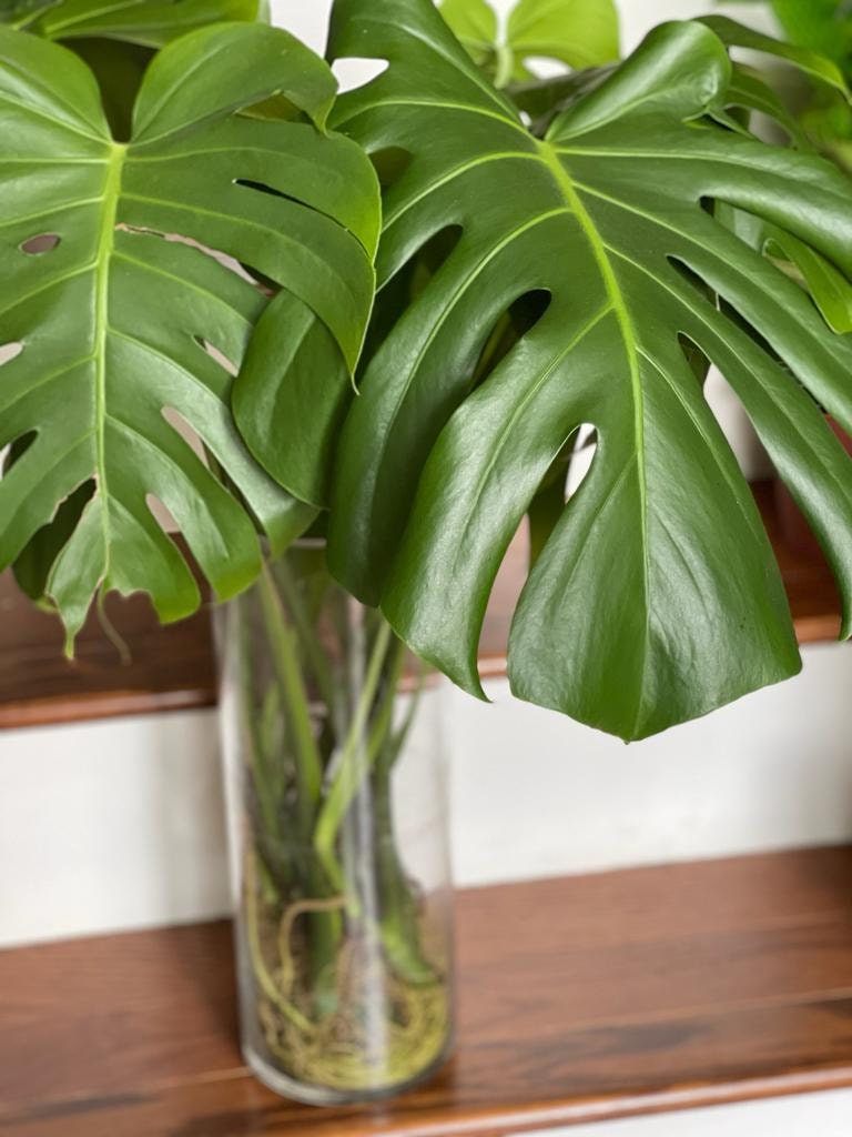 Monstera Deliciosa Cuttings - Low Light Houseplant - Monstera plant -Indoor Gift Plant - Split Leaf Plant - Swiss Cheese Plant- US Seller