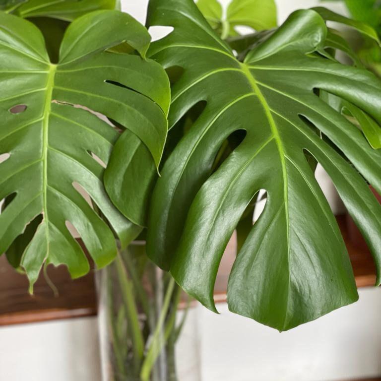 Monstera deliciosa cuttings