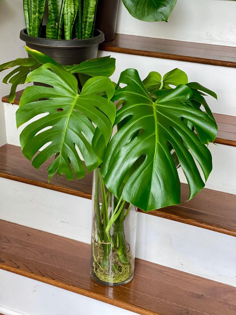Monstera Deliciosa Cuttings - Low Light Houseplant - Monstera plant -Indoor Gift Plant - Split Leaf Plant - Swiss Cheese Plant- US Seller