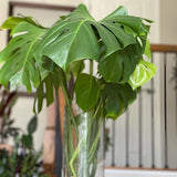 Monstera deliciosa cuttings