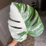 Monstera Albo Borsigiana Cutting - Extremely Rare variegated monstera albo