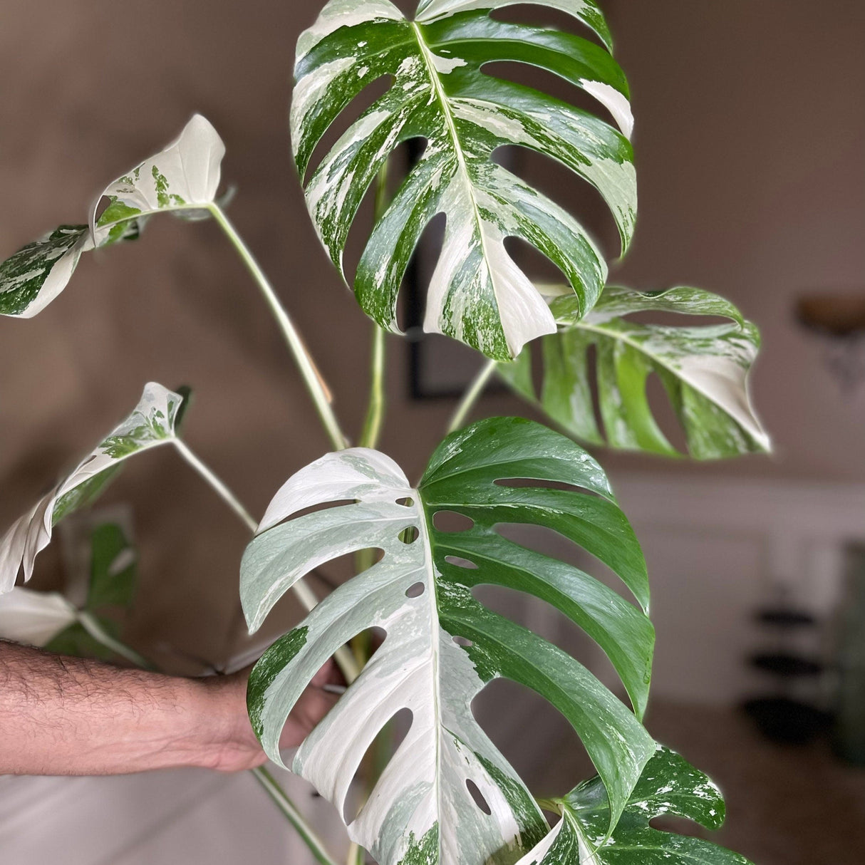 Monstera Albo Borsigiana Cutting - Extremely Rare variegated monstera albo