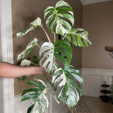 Monstera Albo Borsigiana Cutting - Extremely Rare variegated monstera albo