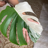 Monstera Albo Borsigiana Cutting - Extremely Rare variegated monstera albo