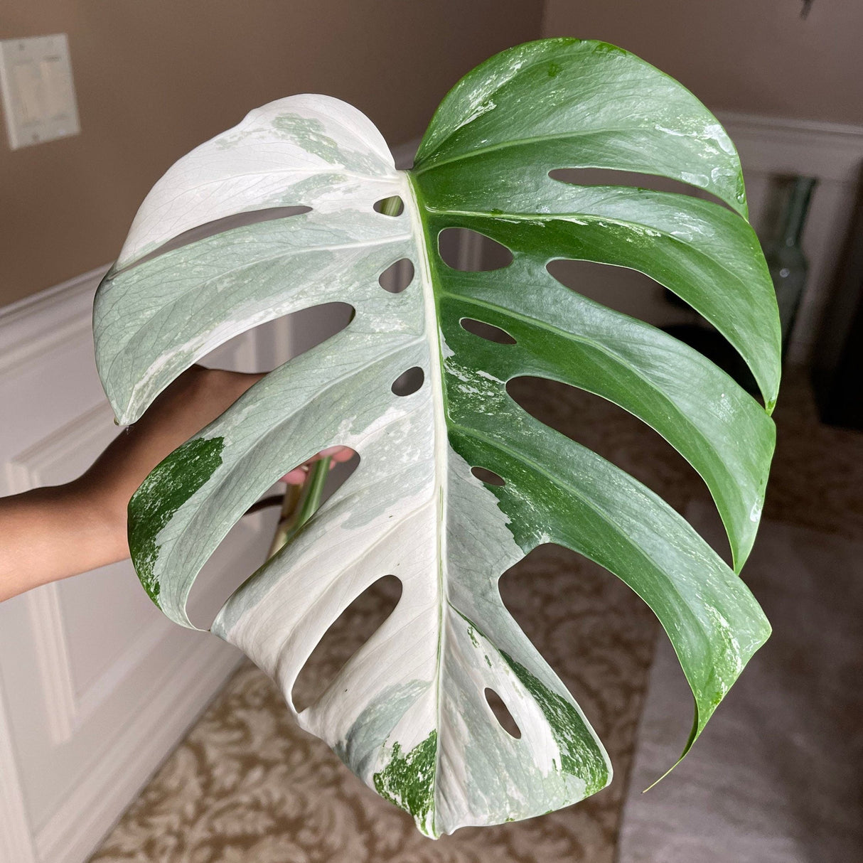 Monstera Albo Borsigiana Cutting - Extremely Rare variegated monstera albo