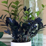 Raven ZZ plant | Zamioculcas Zamiifolia Raven Plant