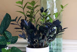 Raven ZZ plant | Indoor Live Plant | Zamioculcas Zamiifolia Raven Plant | Rare Indoor Plant | Zansibar gem | ZZ Plant
