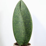 Sansevieria Masoniana Snake Plant in a 4” ceramic pot