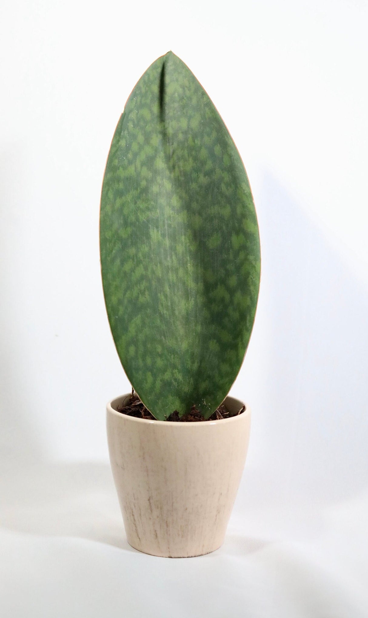 Sansevieria Shark Fin | Snake Plant Masoniana in 4" Pot | Live  Plants | Air Purifying Indoor Low Light Houseplant | Pet Beginners Friendly