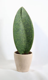 Sansevieria Shark Fin | Snake Plant Masoniana in 4" Pot | Live  Plants | Air Purifying Indoor Low Light Houseplant | Pet Beginners Friendly