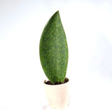 Sansevieria Masoniana Snake Plant in a 4” ceramic pot