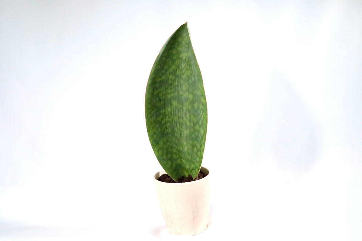 Sansevieria Shark Fin | Snake Plant Masoniana in 4" Pot | Live  Plants | Air Purifying Indoor Low Light Houseplant | Pet Beginners Friendly