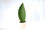 Sansevieria Shark Fin | Snake Plant Masoniana in 4" Pot | Live  Plants | Air Purifying Indoor Low Light Houseplant | Pet Beginners Friendly