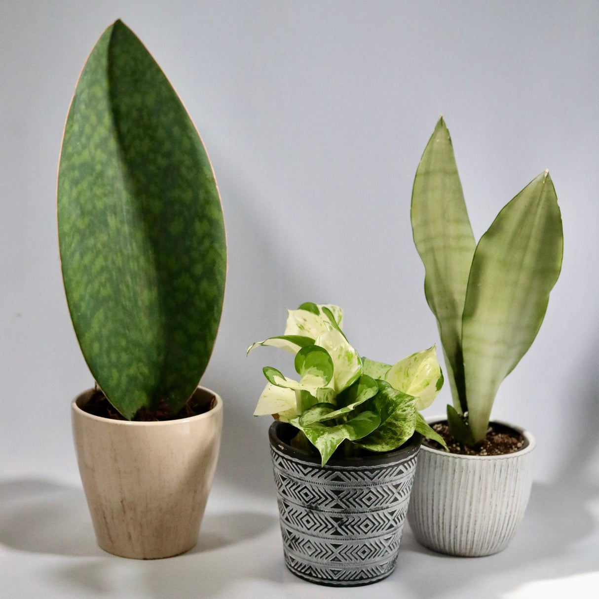 Sansevieria Masoniana Snake Plant in a 4” ceramic pot