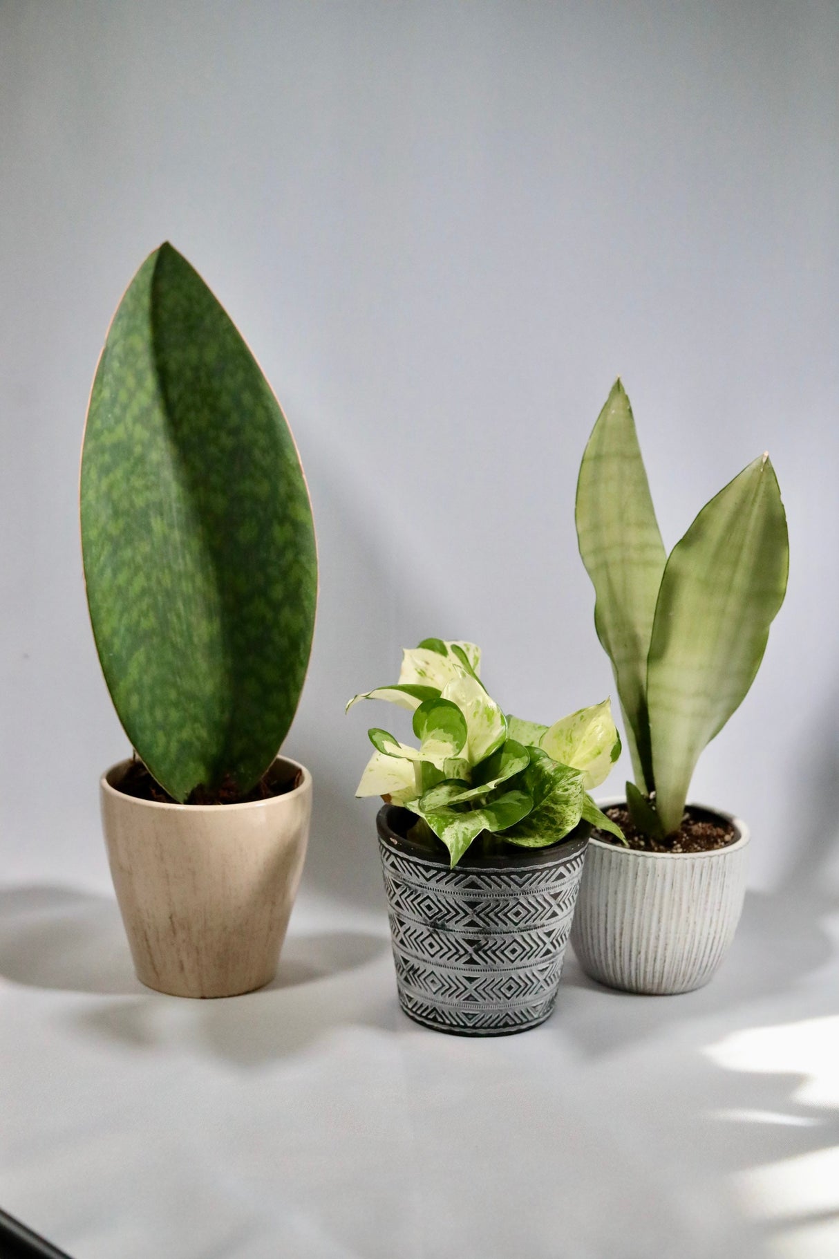 Sansevieria Shark Fin | Snake Plant Masoniana in 4" Pot | Live  Plants | Air Purifying Indoor Low Light Houseplant | Pet Beginners Friendly
