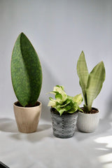 Sansevieria Shark Fin | Snake Plant Masoniana in 4" Pot | Live  Plants | Air Purifying Indoor Low Light Houseplant | Pet Beginners Friendly