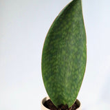 Sansevieria Masoniana Snake Plant in a 4” ceramic pot