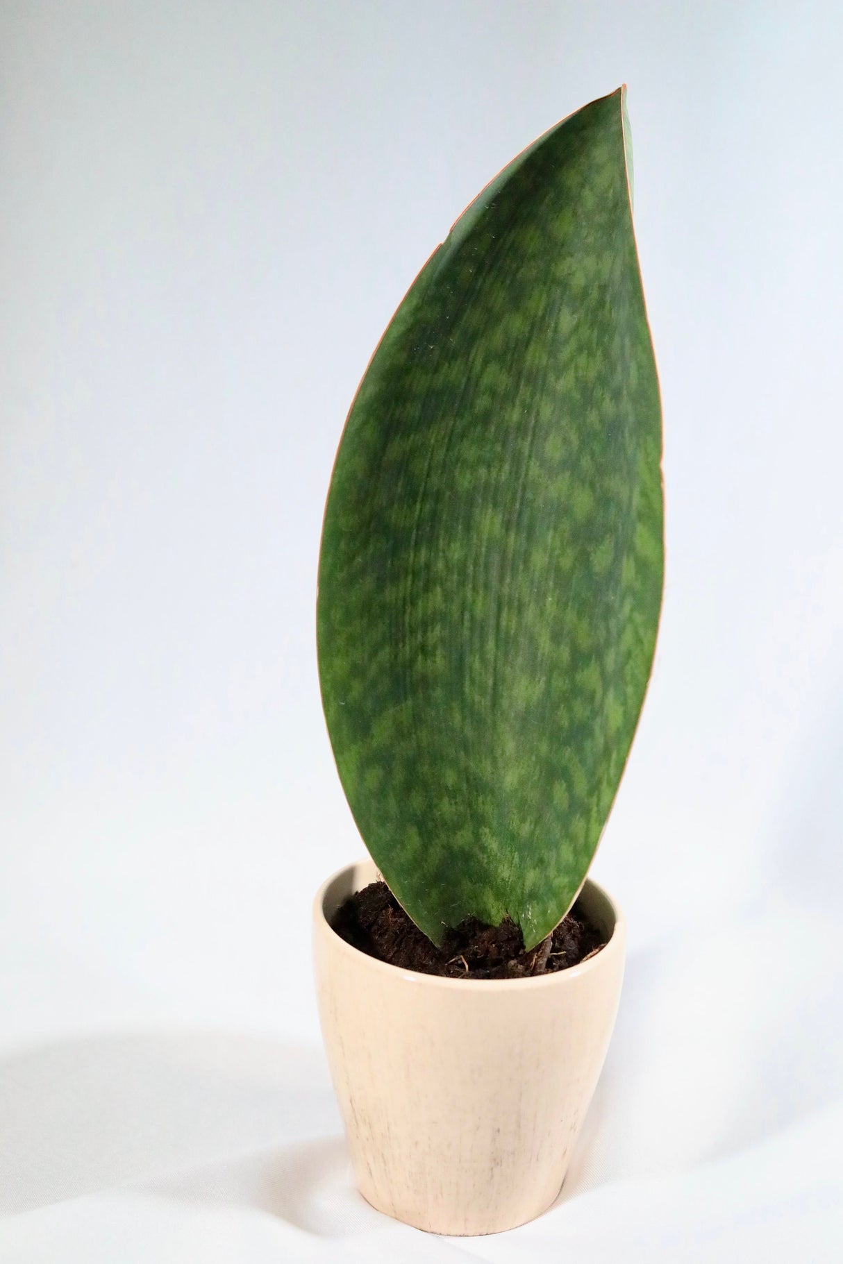 Sansevieria Shark Fin | Snake Plant Masoniana in 4" Pot | Live  Plants | Air Purifying Indoor Low Light Houseplant | Pet Beginners Friendly
