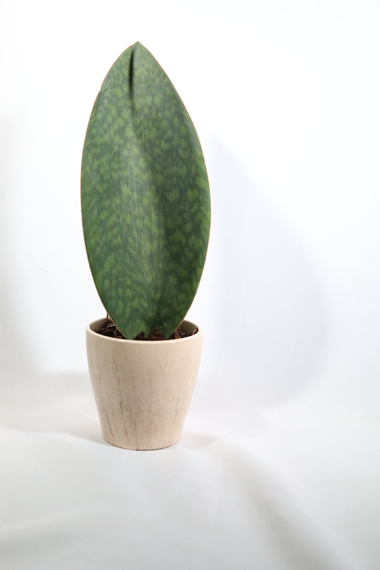 Sansevieria Masoniana | Live Plant | Live Indoor Plants | Air Purifying | Sansevieria Shark Fin