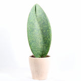 Sansevieria Masoniana Snake Plant in a 4” ceramic pot