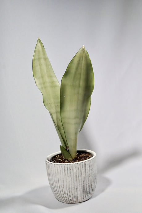 Moonshine snakeplant 3” | Sansevieria Masoniana | Live Plant | Air Purifying | Snake Plant