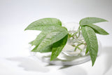 Cebu Blue Pothos  - Rare houseplant - Easy care houseplant - Natural purification of air - vining plant