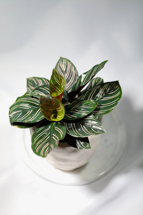 Pinstripe Calathea in a 3” pot -  Single starter plant - Air purifier houseplant - Cathedral Plant Zebra Peacock Plant