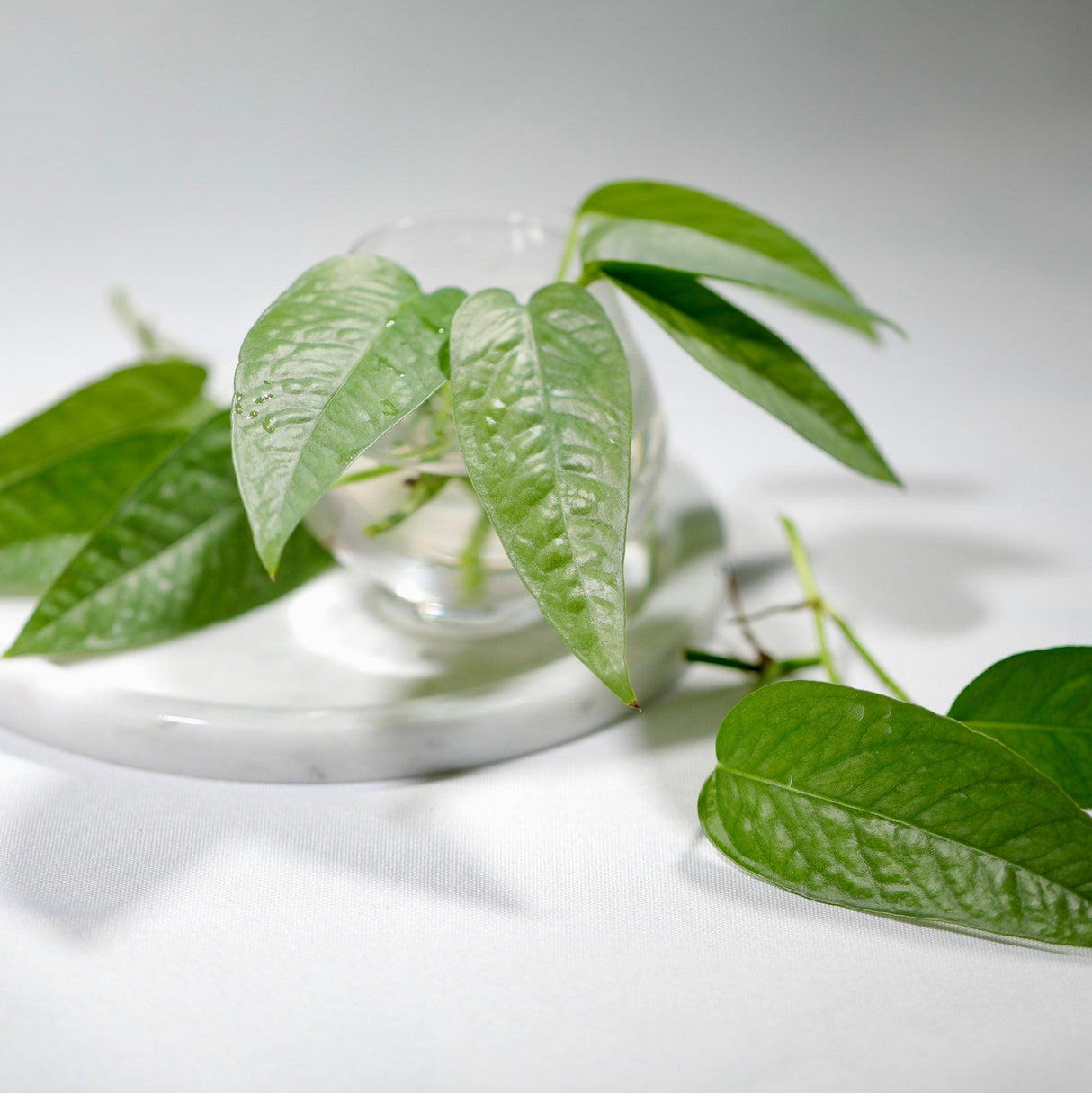 Cebu Blue Pothos