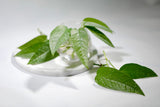 Cebu Blue Pothos  - Rare houseplant - Easy care houseplant - Natural purification of air - vining plant