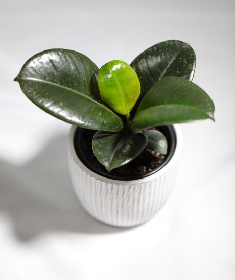 Rubber Tree - Burgundy Rubber Tree -  Ficus Elastica - Houseplant - Unique Tropical Plants - Easy Care Houseplant - Live Indoor Plant