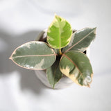 Variegated Ficus elastica tineke rubber plant